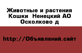 Животные и растения Кошки. Ненецкий АО,Осколково д.